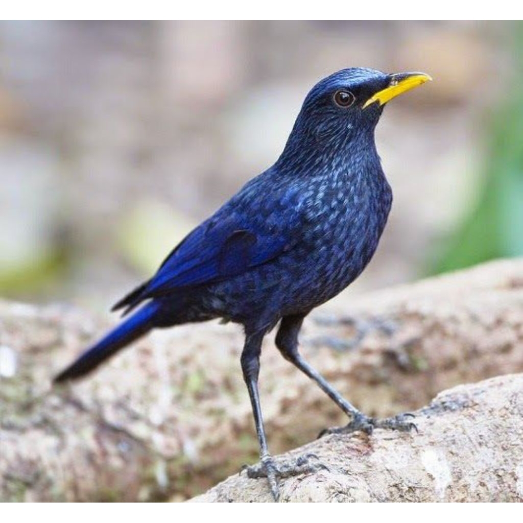 Burung Ciung WaNaRa pilihn MuLus istimewa