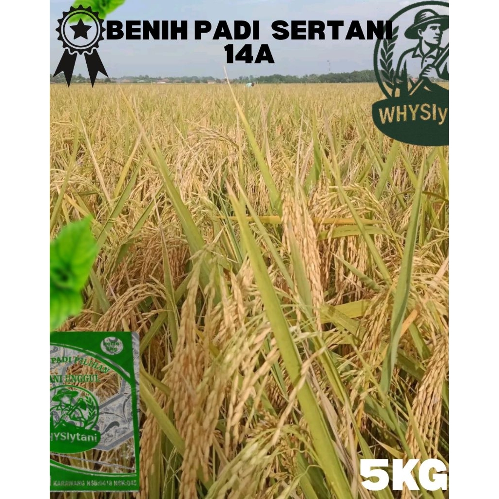 Bibit Padi SERTANI 14A Asli 5kg | Hasil Tinggi & Stabil | Beras Pulen | Varietas Unggul Nasional
