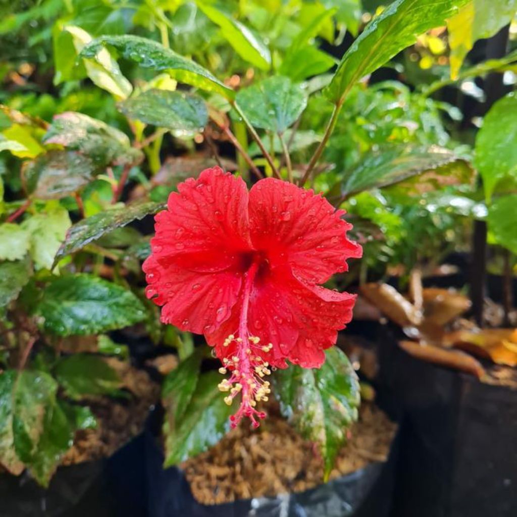 tanaman hias bunga sepatu mini