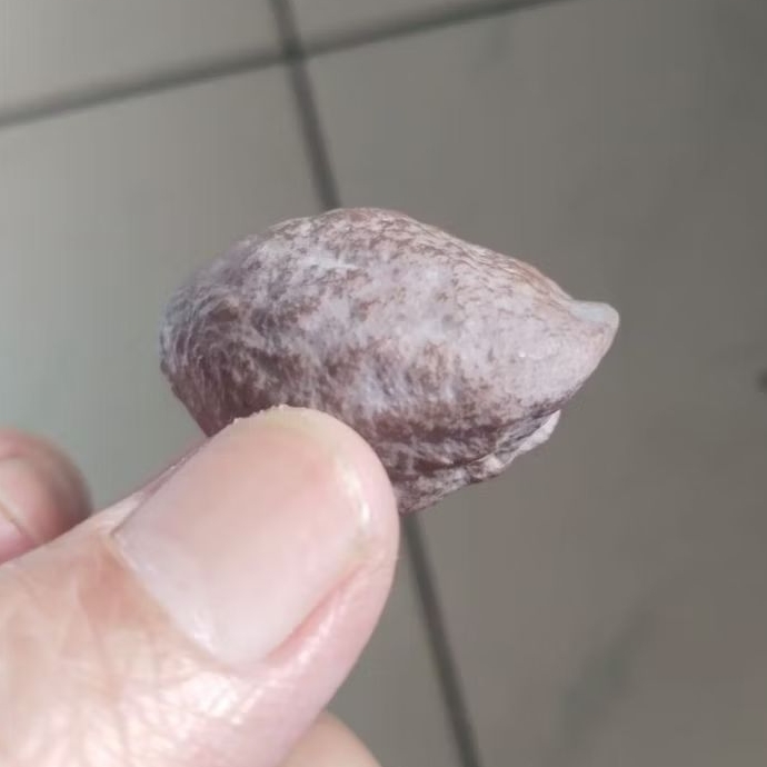 Kemiri Adu Muncang Adu 4G Ori Urgen Full Tua