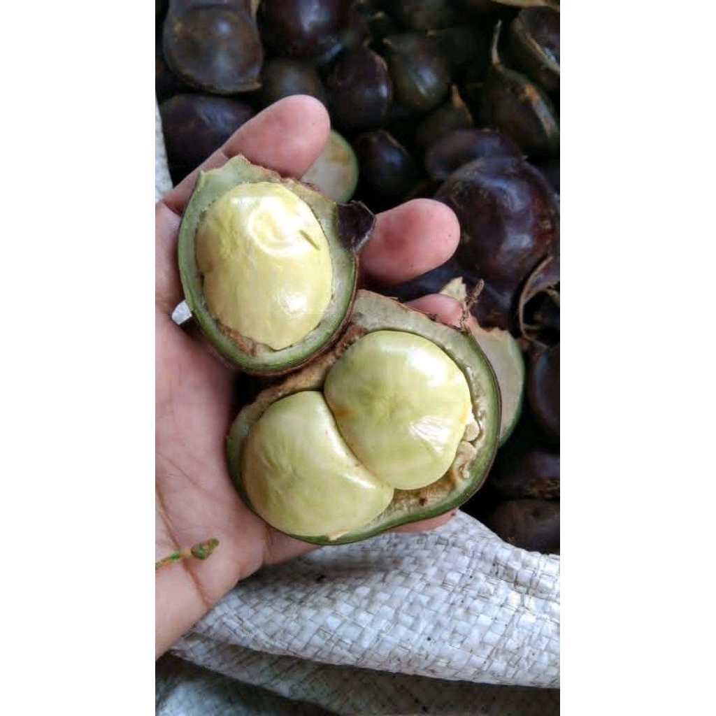 

1 KG Jengkol Muda Kulit fresh (PROMO)