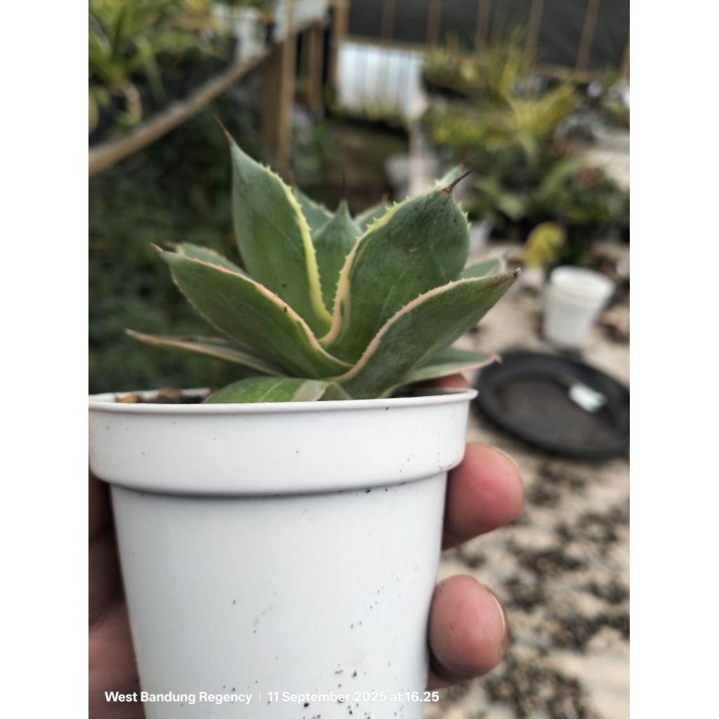 agave potatorum tradewinds