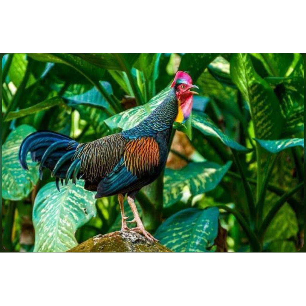 

Telur fertil Ayam Alas/Bekisar Tetesan Hijau