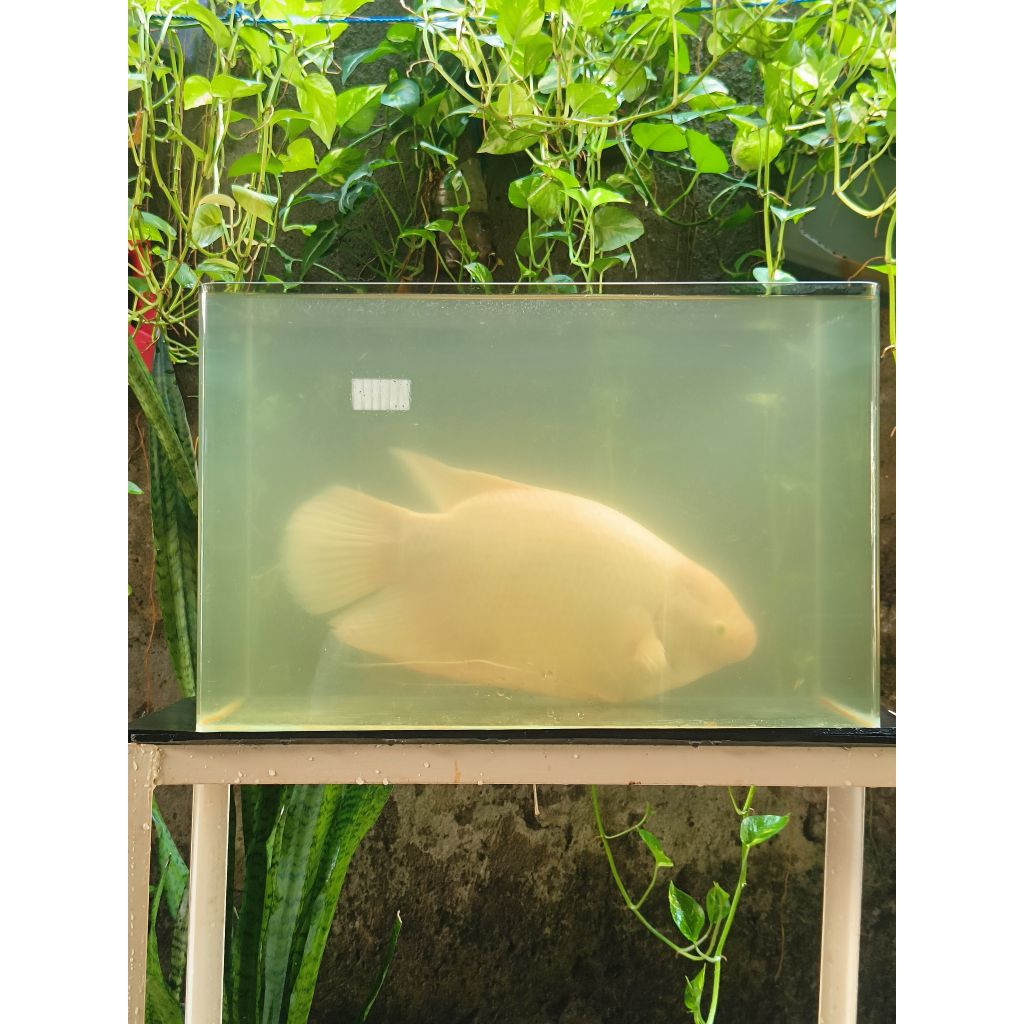 Ikan Gurame Padang Besar Hidup 1,5 kg