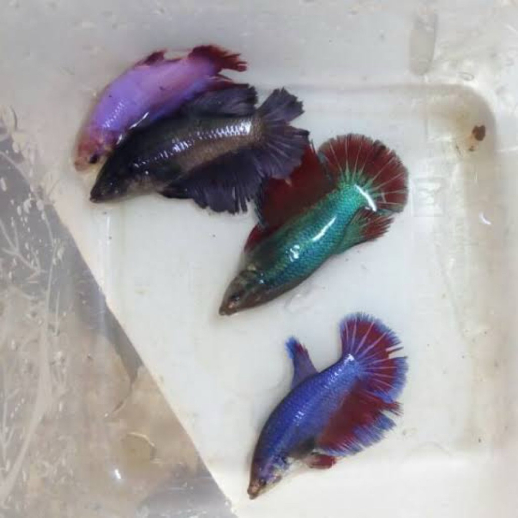 hiasan aquarium cupang betina siap kawin