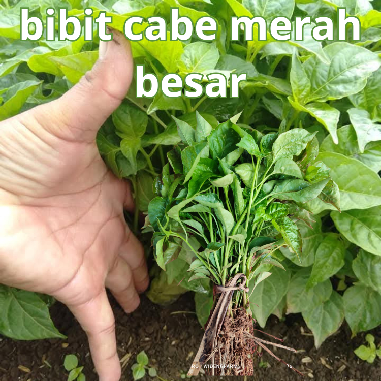 (1 POHON) CABE MERAH BESAR - / Benih / bibit CABE MERAH BESAR