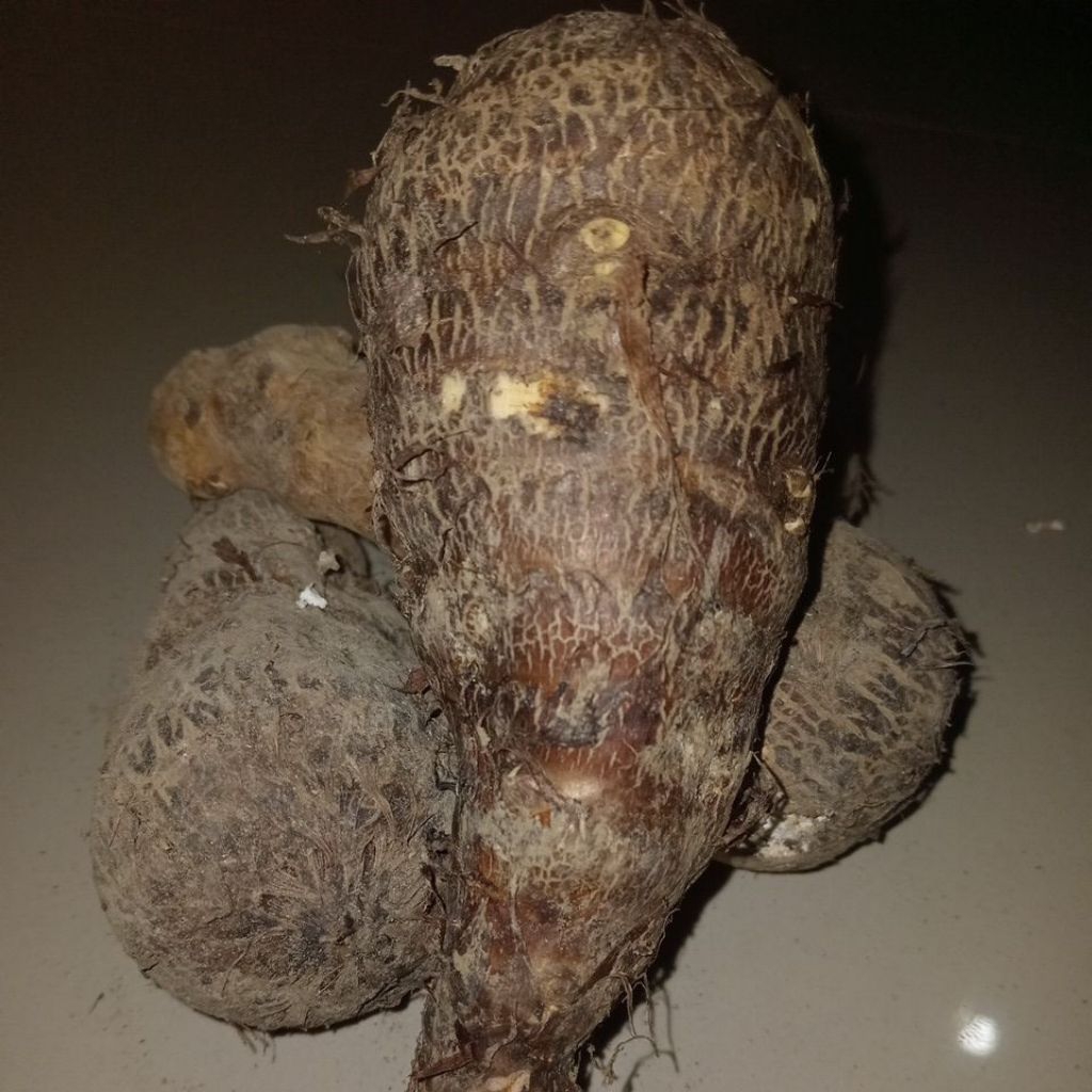 

Tales mentah pulen 1 kg makanan khas tradisional