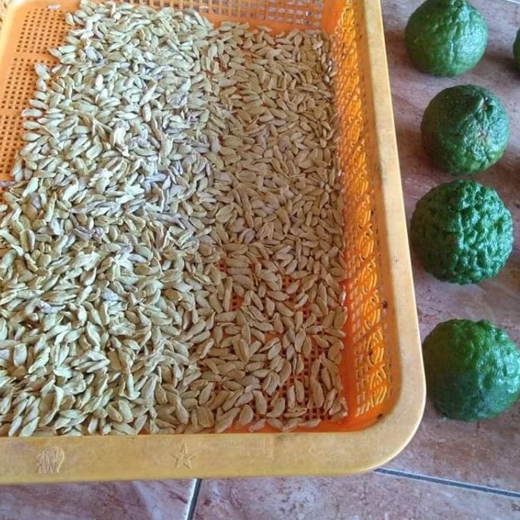 

50 BIJI BENIH JERUK PURUT