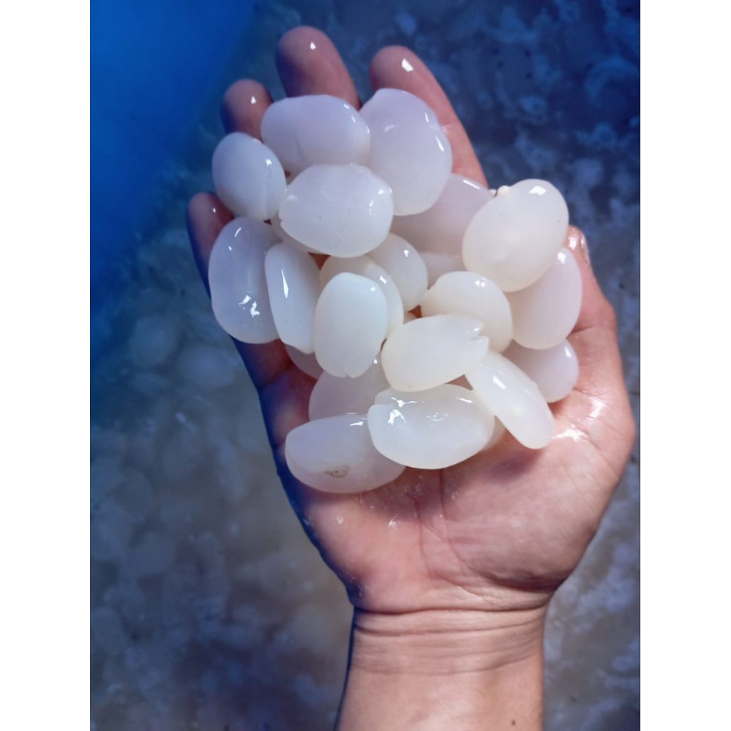 

Kolang kaling bersih tanpa bahan pengawet tambahan 1kg original