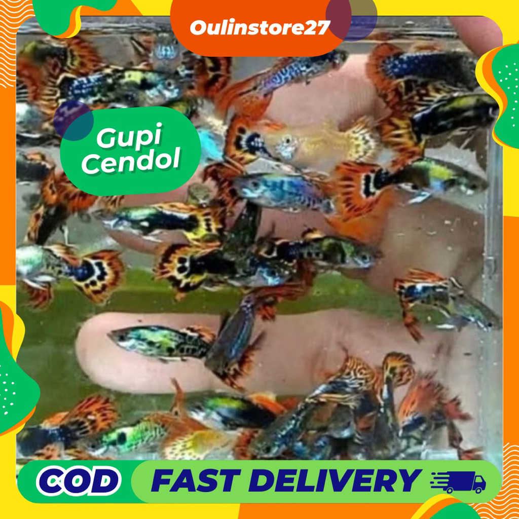Guppy Cendolan dragon isi 10pcs sehat lincah aktif + packing plastik double
