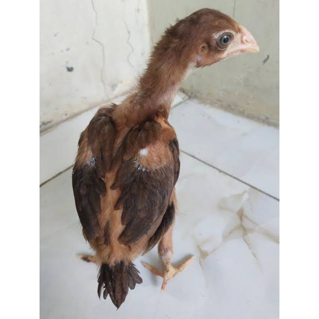 

anak ayam ekor lidi jantan ⭐⭐⭐⭐⭐⭐