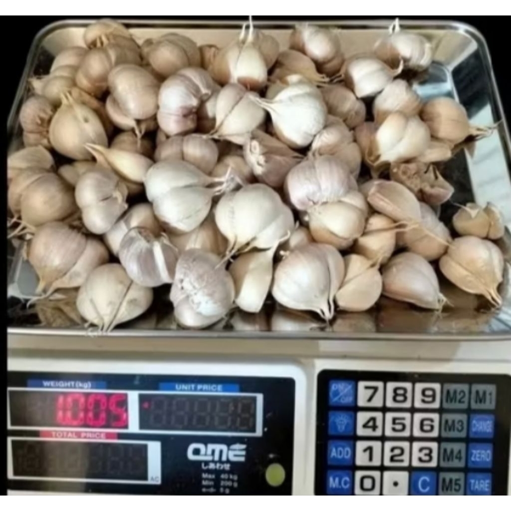 

PROMO 30RB/KG BAWANG PUTIH KATING BERSIH 1KG