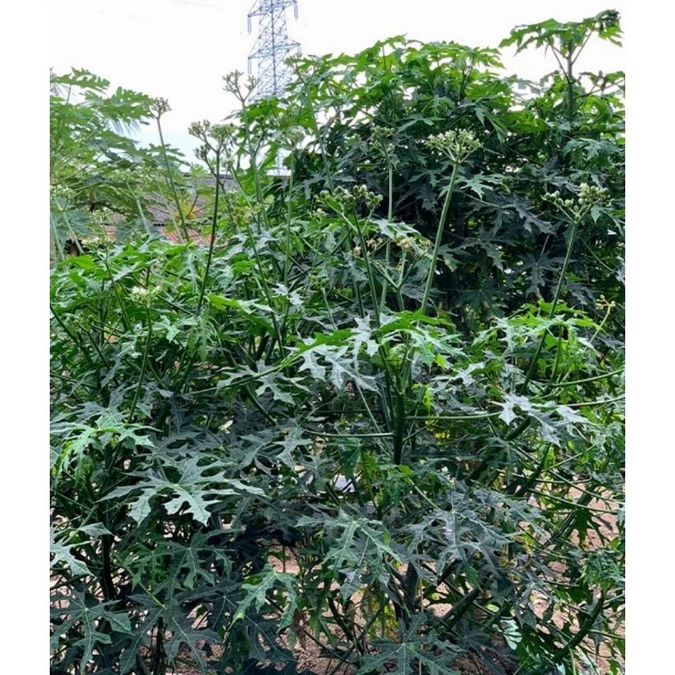 

Daun Pepaya Jepang Fresh Per ikat