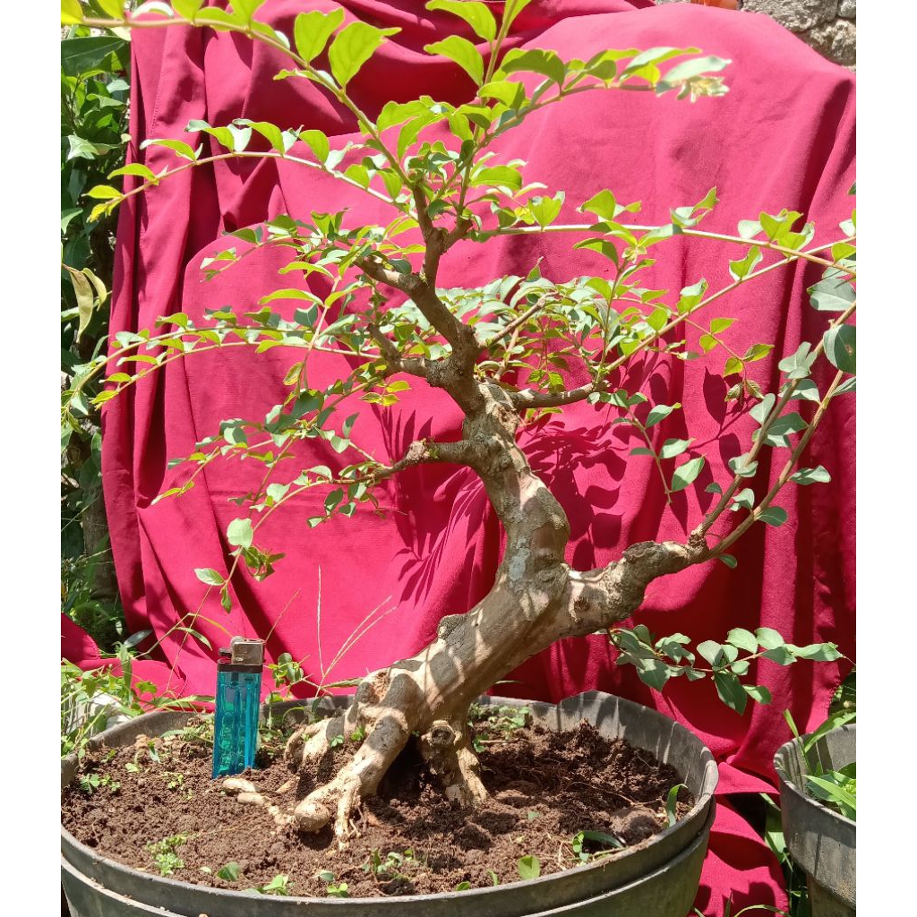 Bonsai sakura
