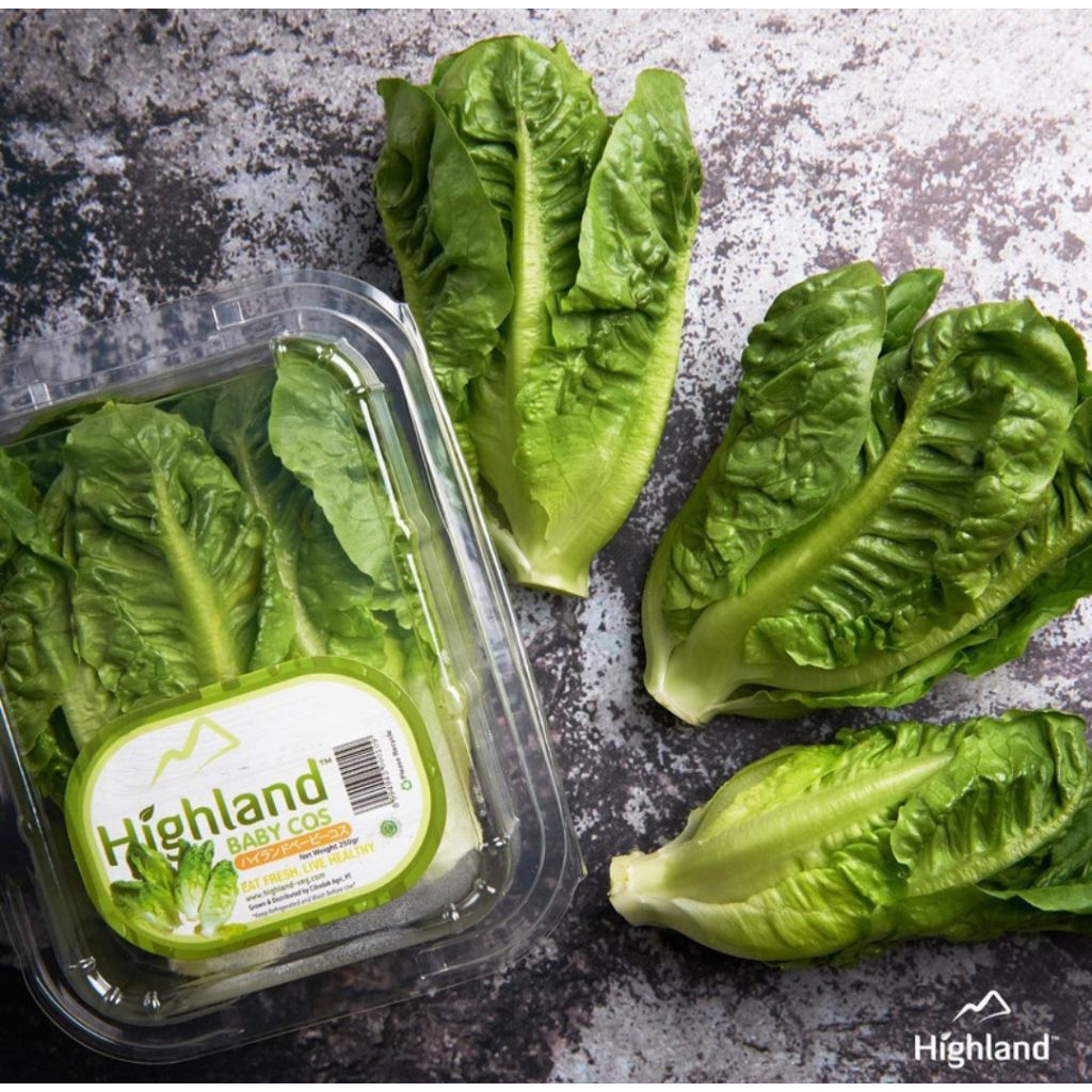 Highland Lettuce Baby Cos Tub 250gr  Selada