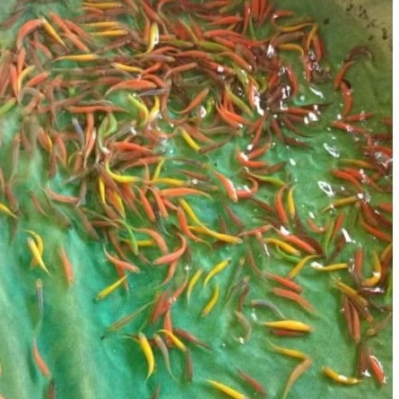 

warna warni D. isi 50 pcs bergaransi