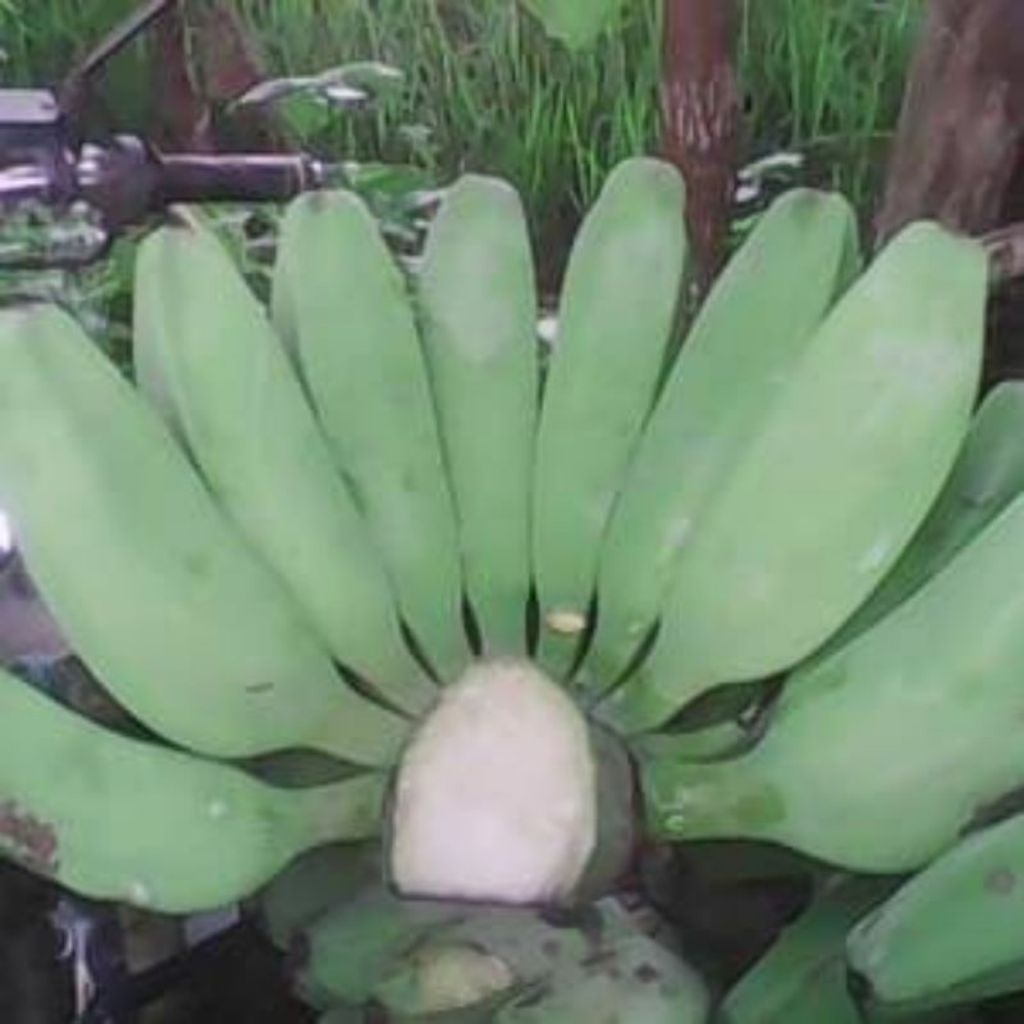 

Pisang kepok mentah 1 kg untuk keripik