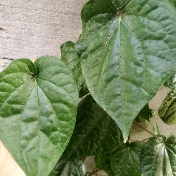 

Sirih piper betle L segar (25 lembar daun sirih)