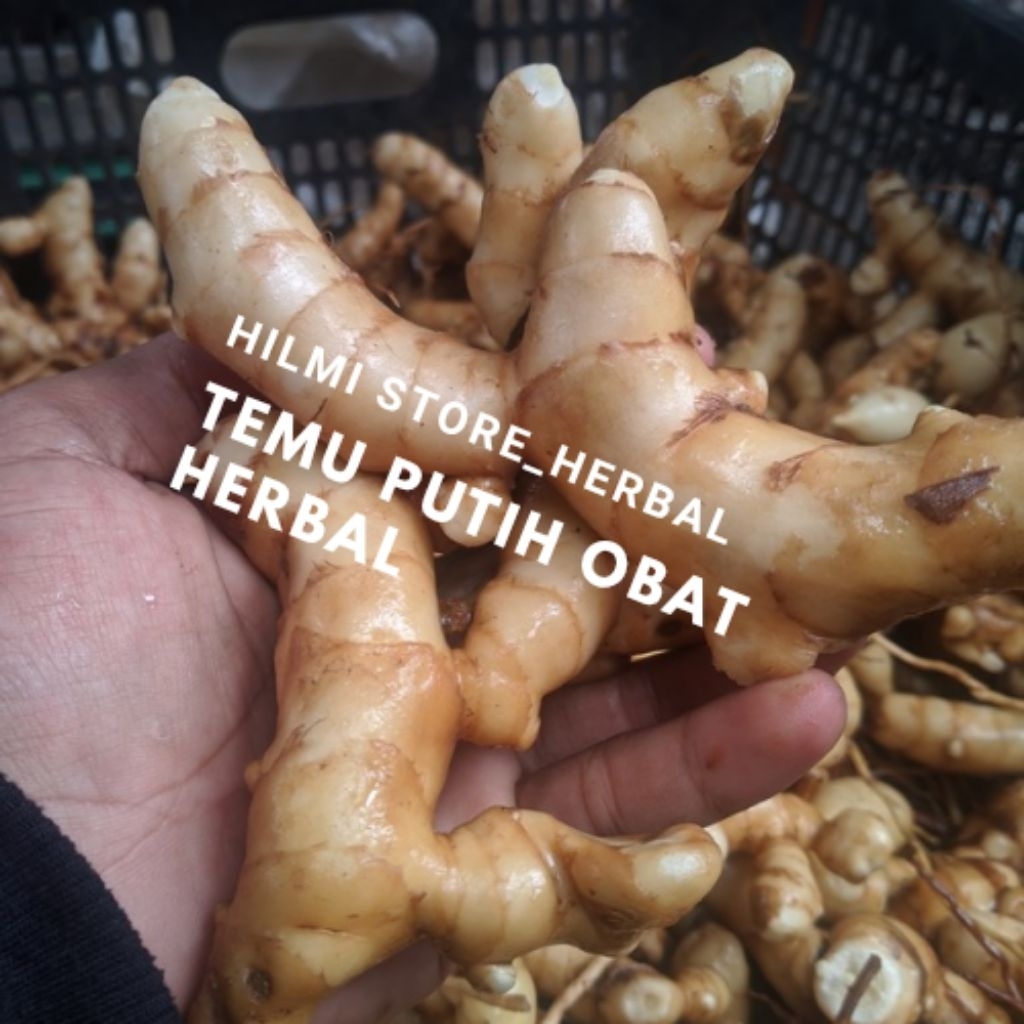 

temu putih/kunyit putih segar obat herbal berat 1 kg