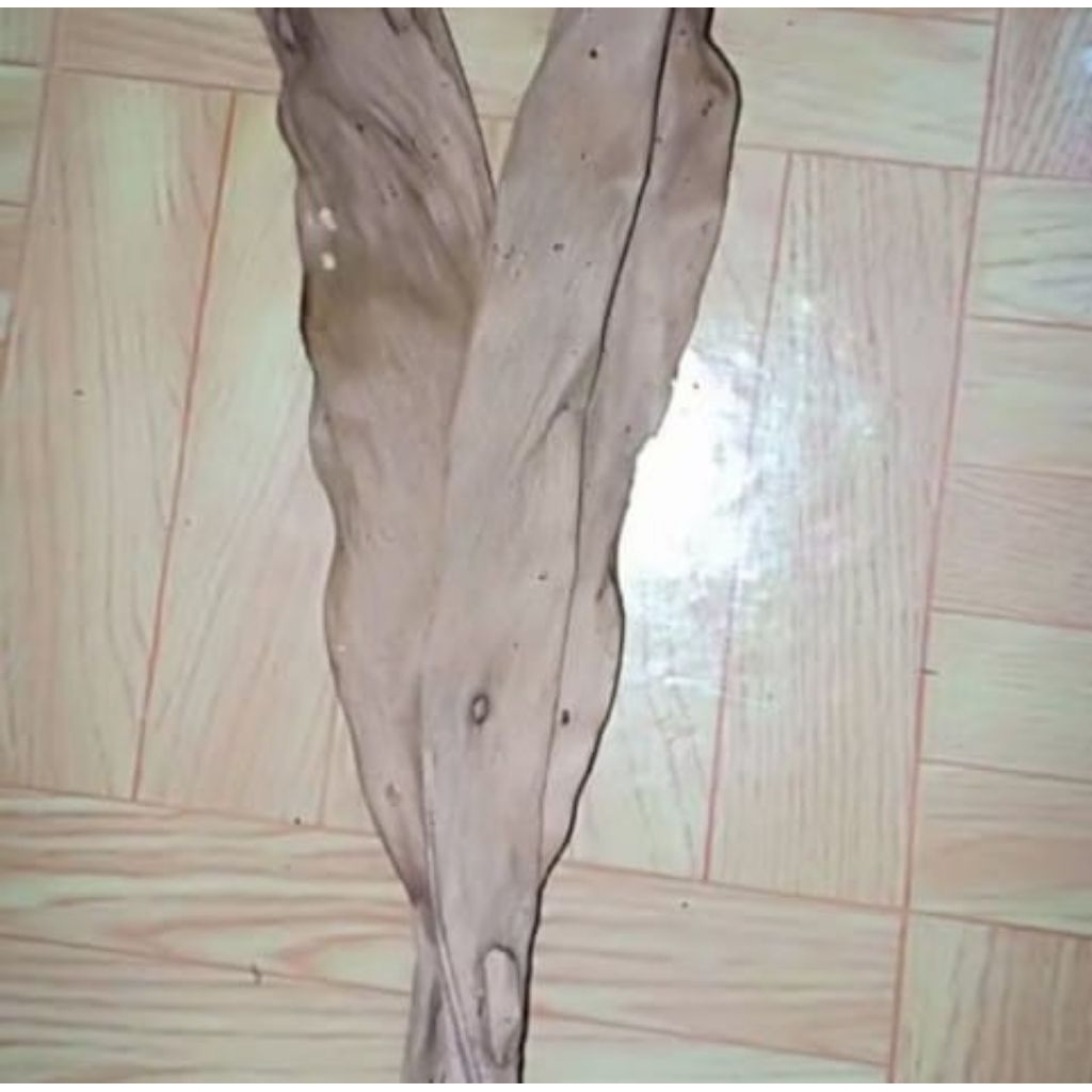 

Daun kapolaga kering