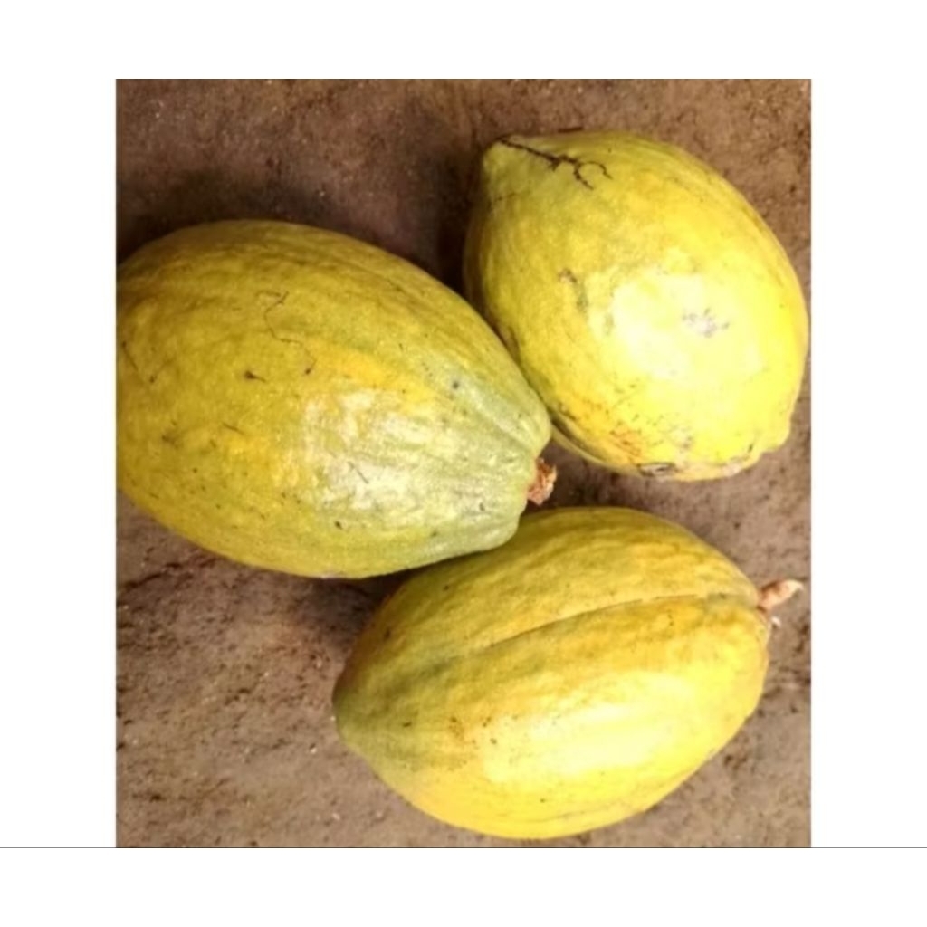 

BUAH KAKAO / BUAH COKLAT/ MANIS BESAR