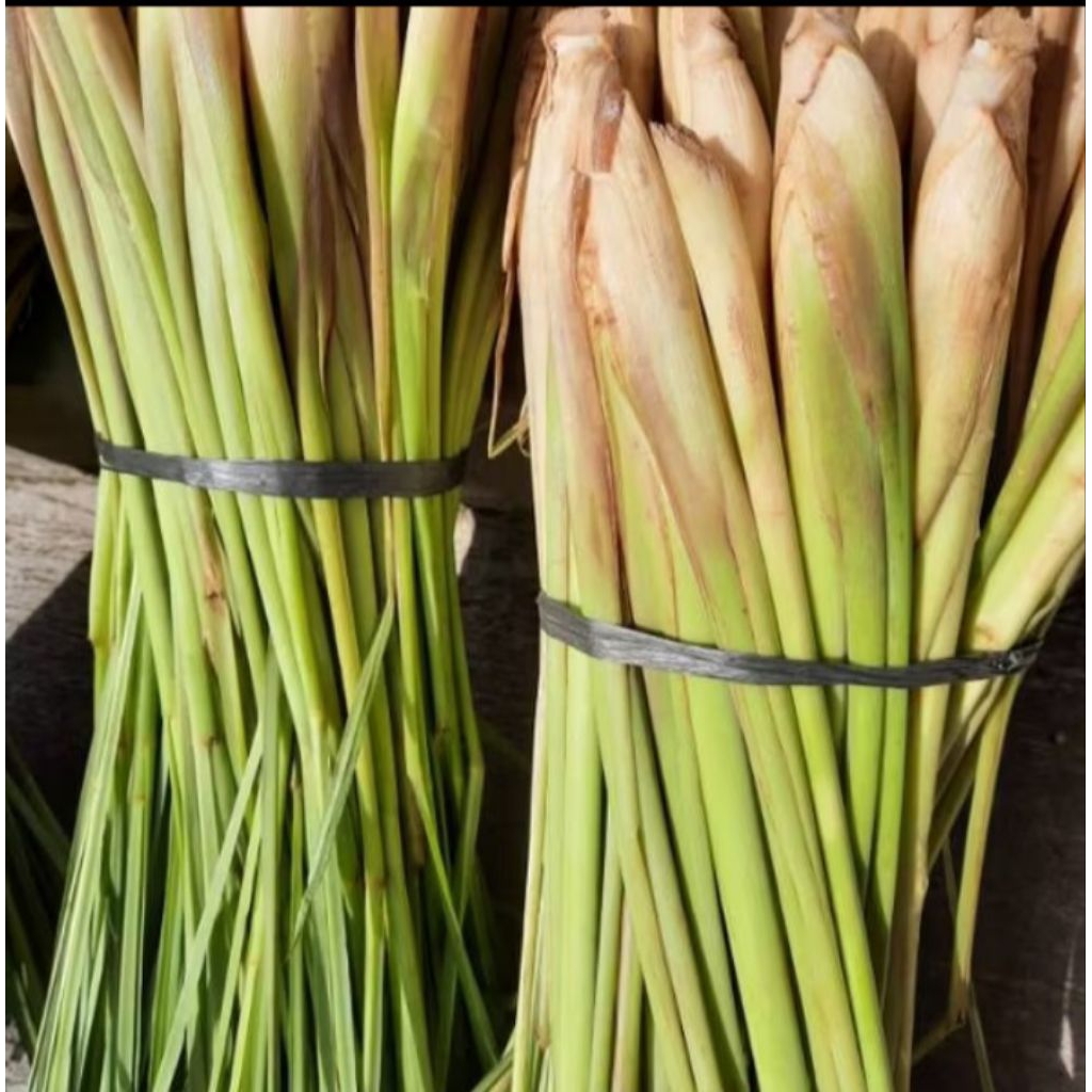 

Sereh Segar perbatang - Sereh Sayur Fresh Herbal