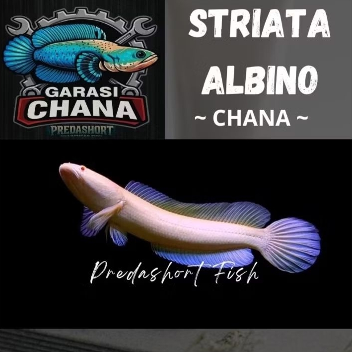 chana striata albino mata merah no minus bergaransi