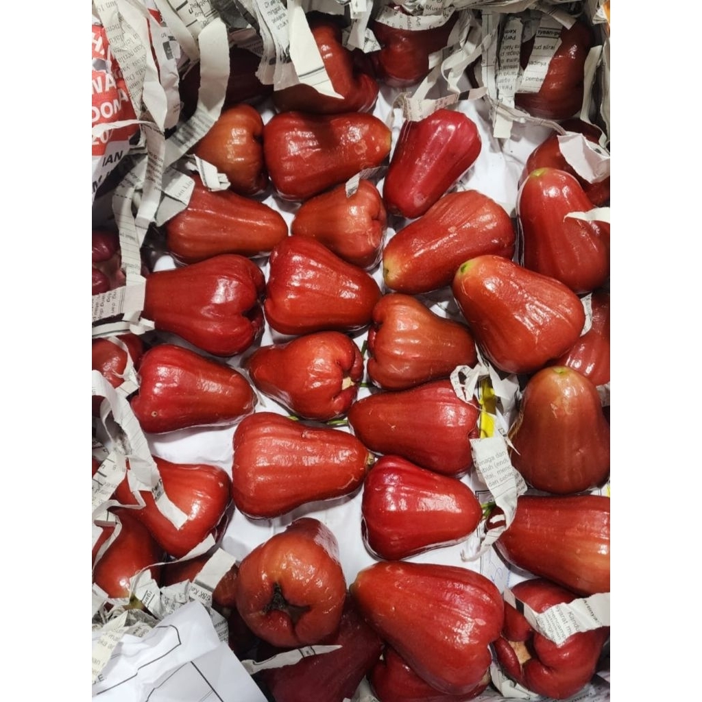 Jambu air citra segar fresh 1kg buah sayur ASEV - Jambu Air Citra Demak Manis 1 kg
