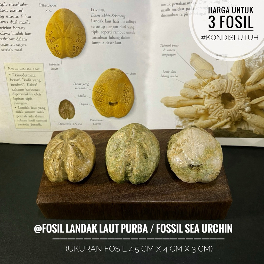 Fosil Landak Laut Purba Natural B27 atau Fossil Sea Urchin atau Fosil Bintang Laut atau Fosil Awar A