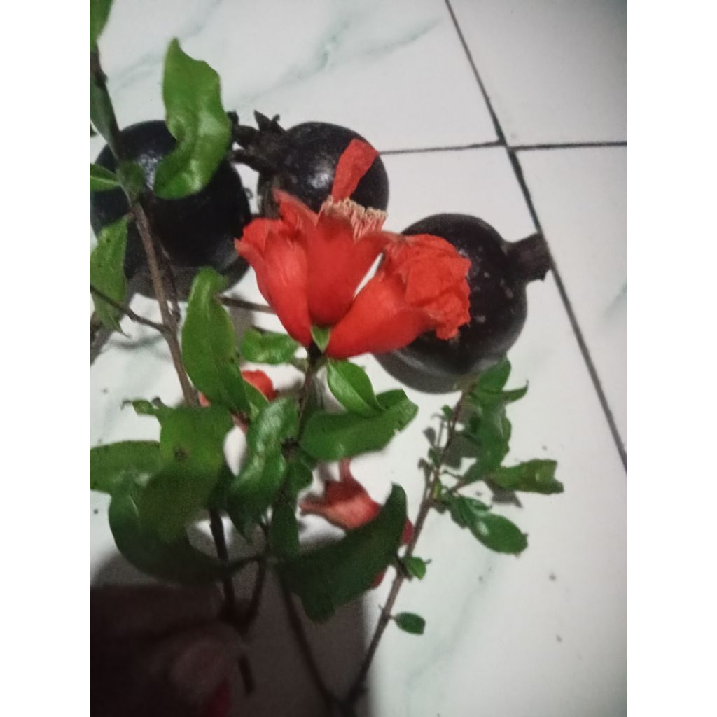 

Buah Delima Hitam Langka asli persatu pic buah