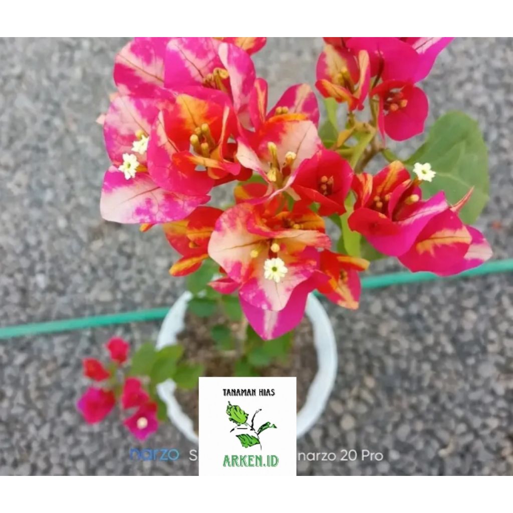 bibit bugenvil Jepang bunga tumpuk