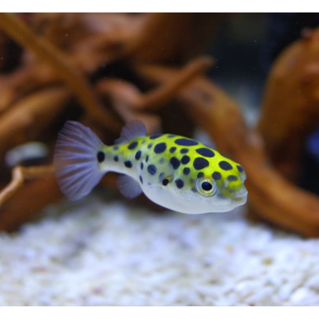 ikan buntal hijau / green spotted puffer full air tawar