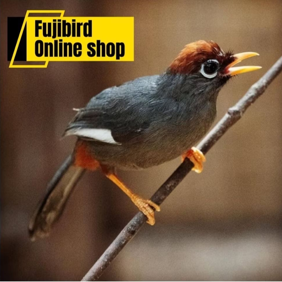 POKSAY MANDARIN JANTAN PILIHAN