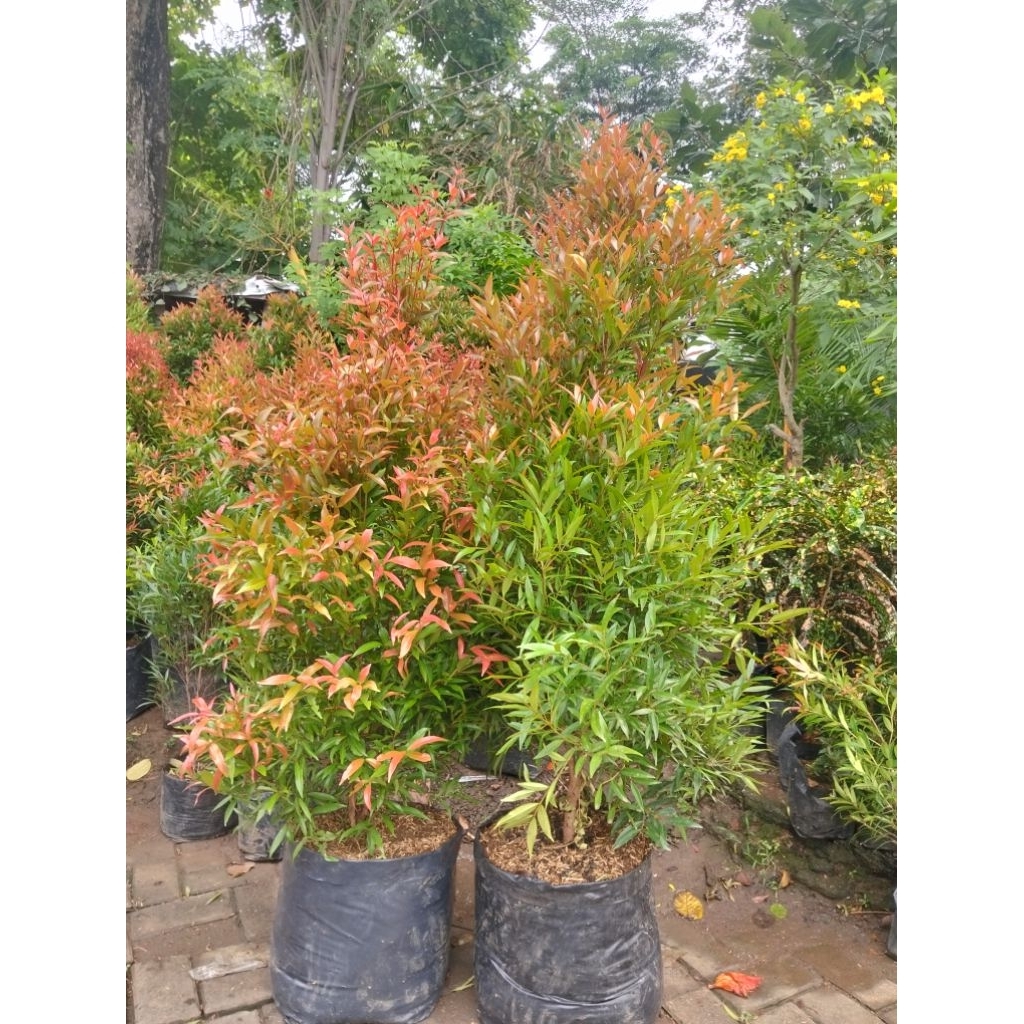 Tanaman Pucuk Merah Tinggi 1,5 M