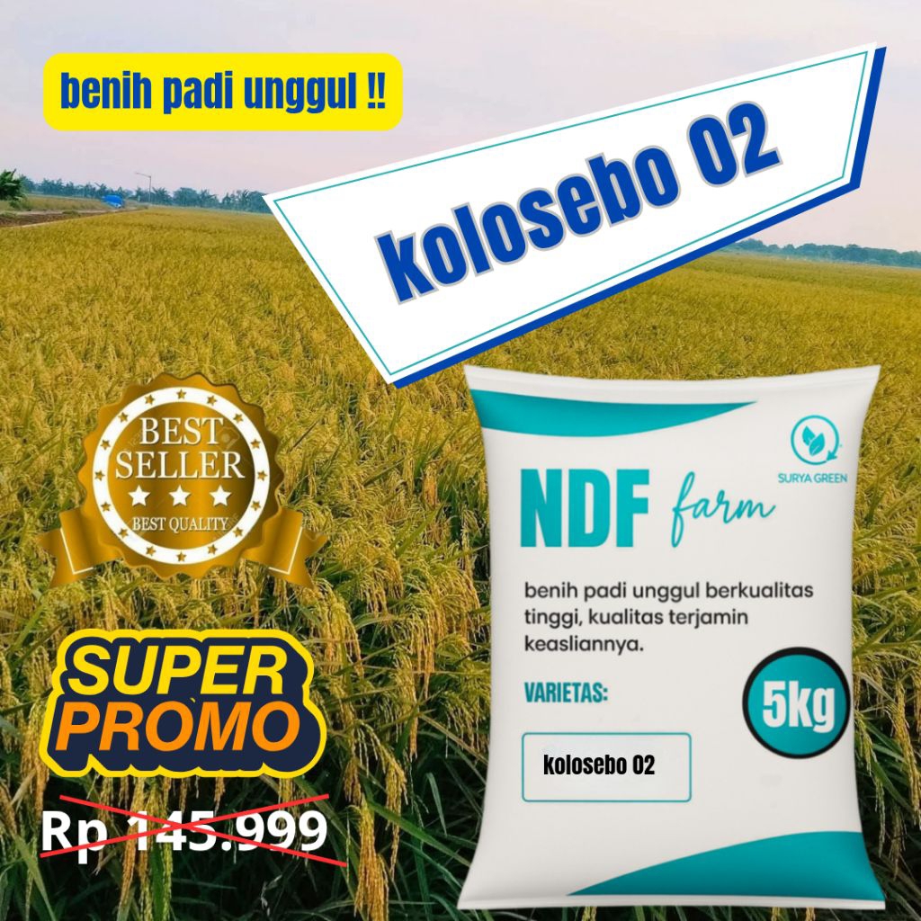 padi KOLOSEBO 02 original