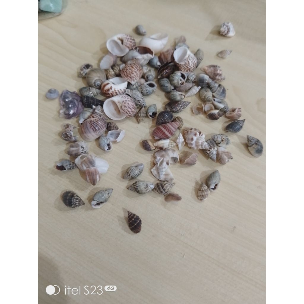 40 gr kerang kelomang ukuran kecil kecil