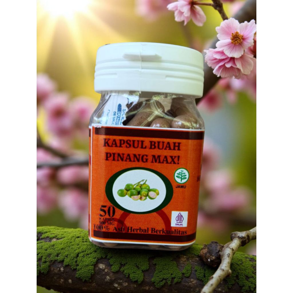 kapsul buah pinang muda max 100% original