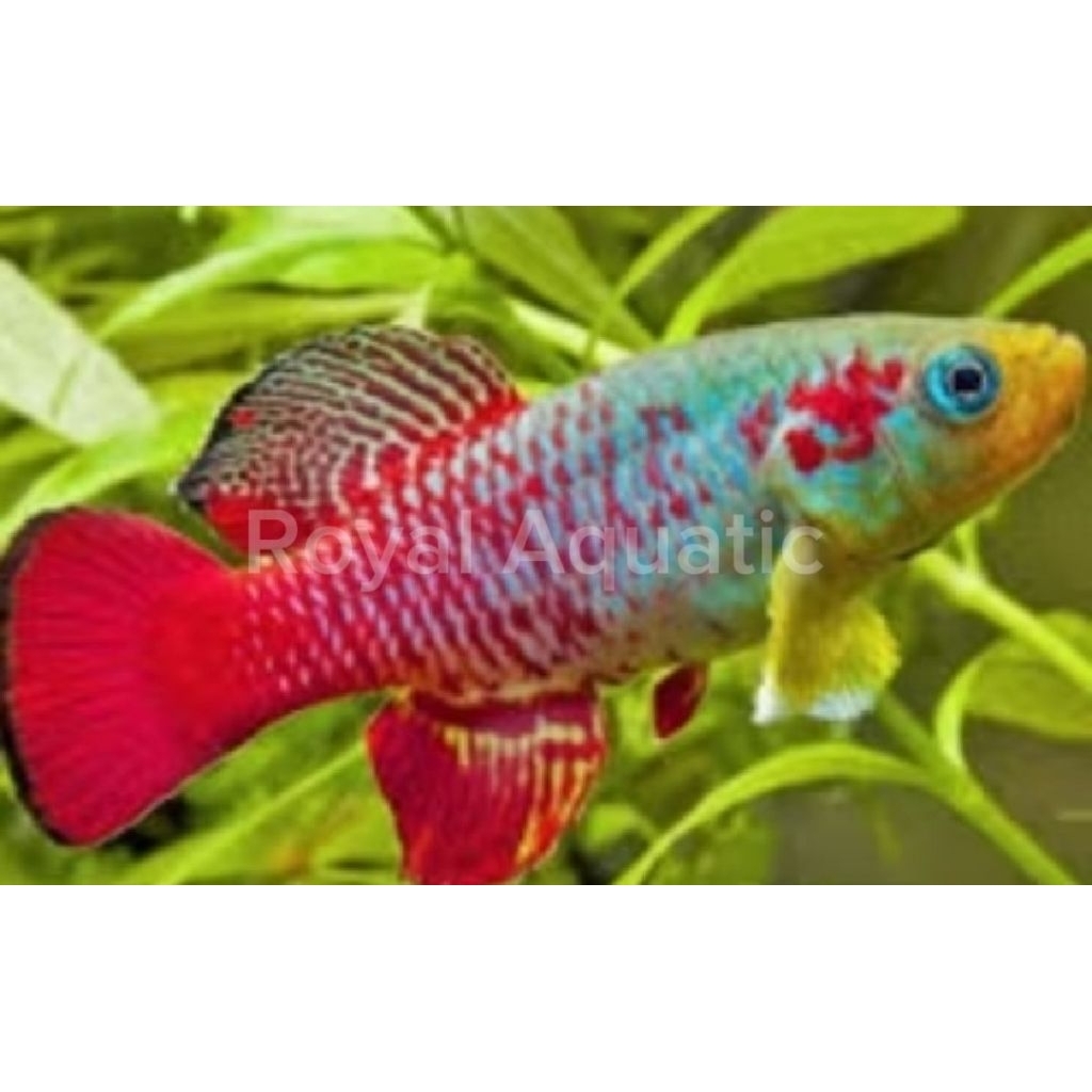 KILLIFISH GUENTHERI RED IMPORT