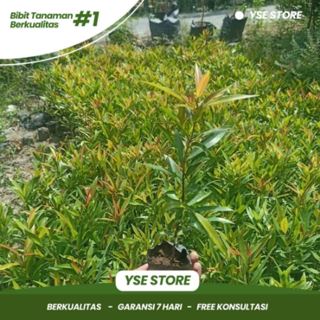 Bibit pucuk merah kecil