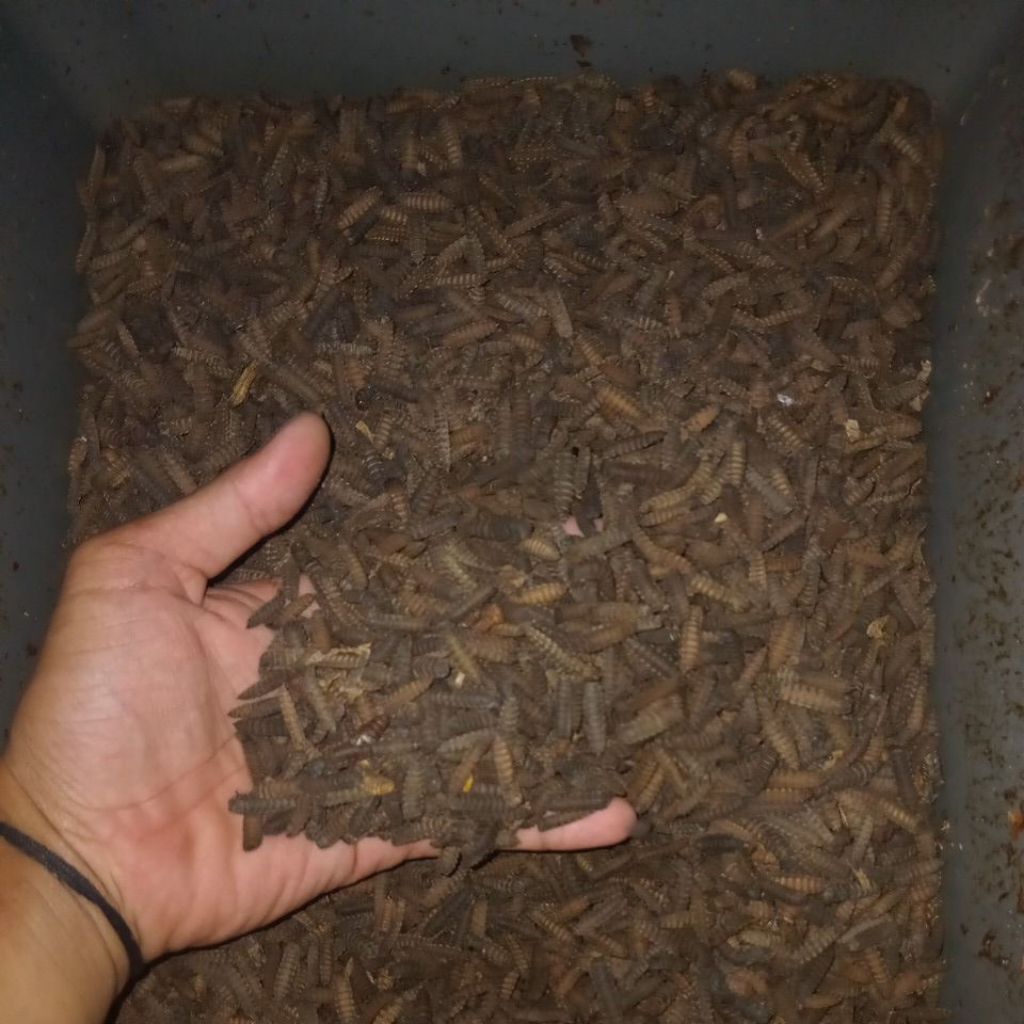 Pre Pupa BSF || Paket 3kg Pre Pupa Maggot BSF // Indukan Lalat BSF