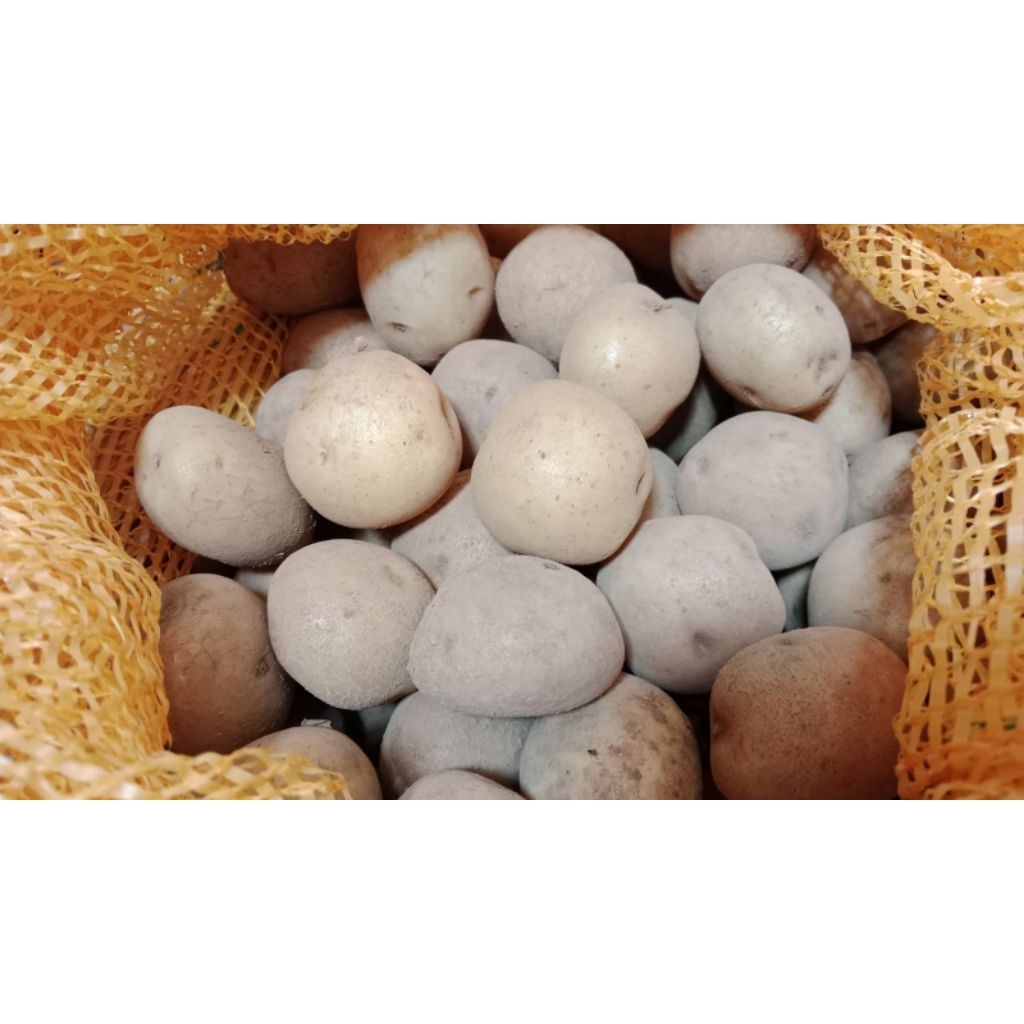 

Kentang Dn (uk kentang somay/sedang 1 Kg)