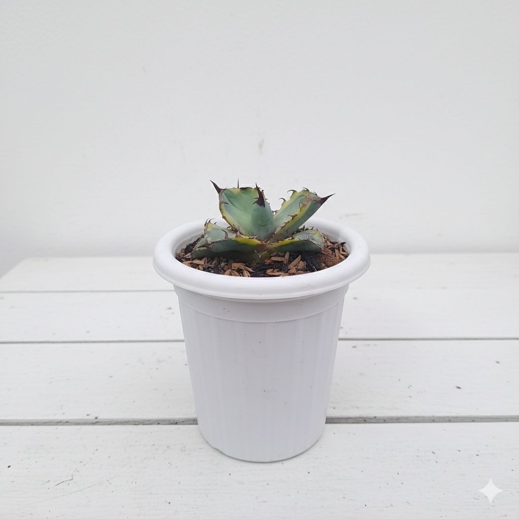 Agave Titanota Blue Diamond Tanaman Hias