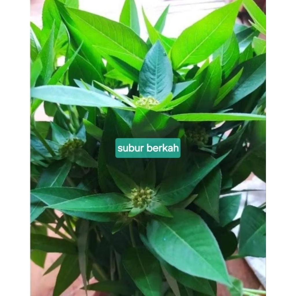 

Daun sena atau katemas segar petik langsung 500 gram