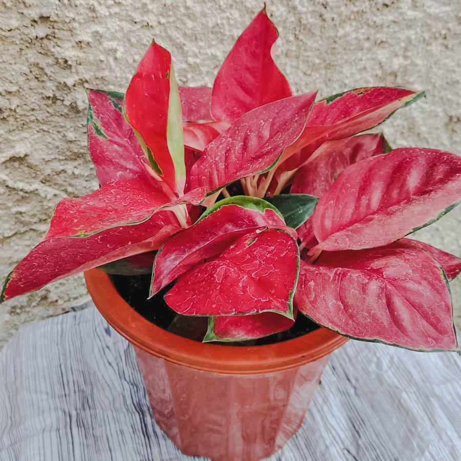 Aglonema Dongfang Red Rimbun