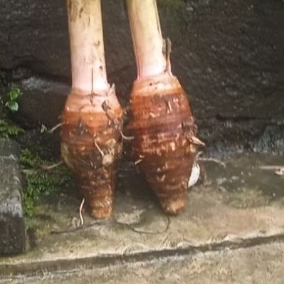 umbi talas pratama segar