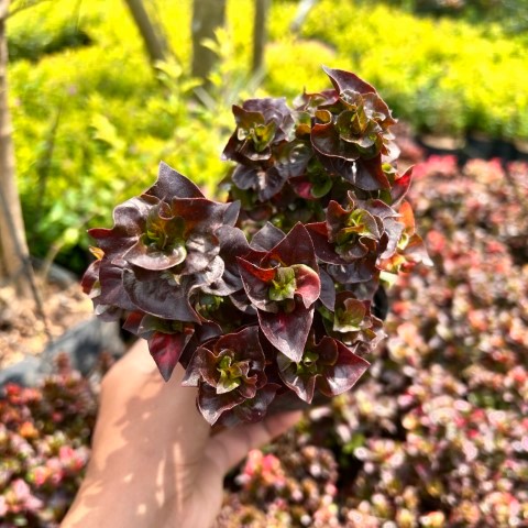 KROKOT MAWAR | TANAMAN KROKOT MAWAR | KROKOT MERAH TUMPUK | KROKOT TAMAN