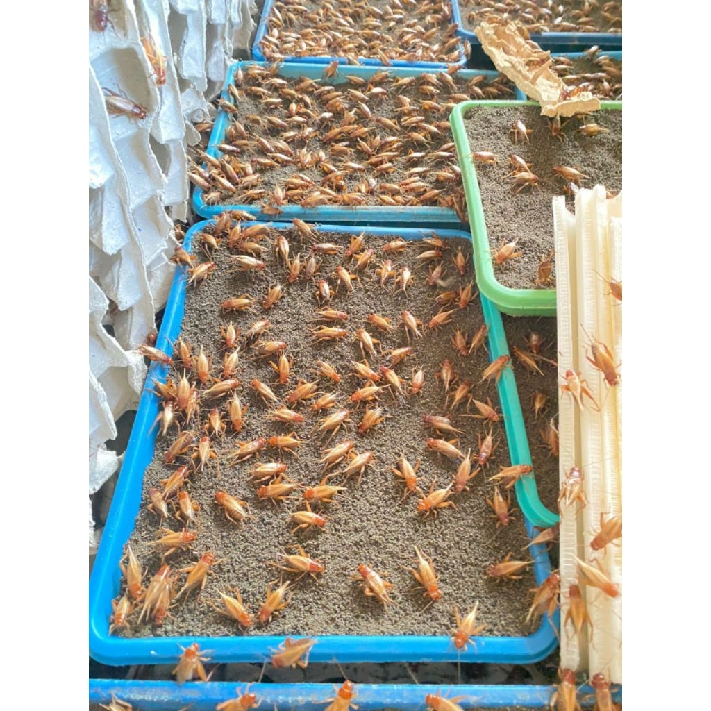 TELUR JANGKRIK MADU KUNYIT [ 600gr - 1kg ] dijamin kuning