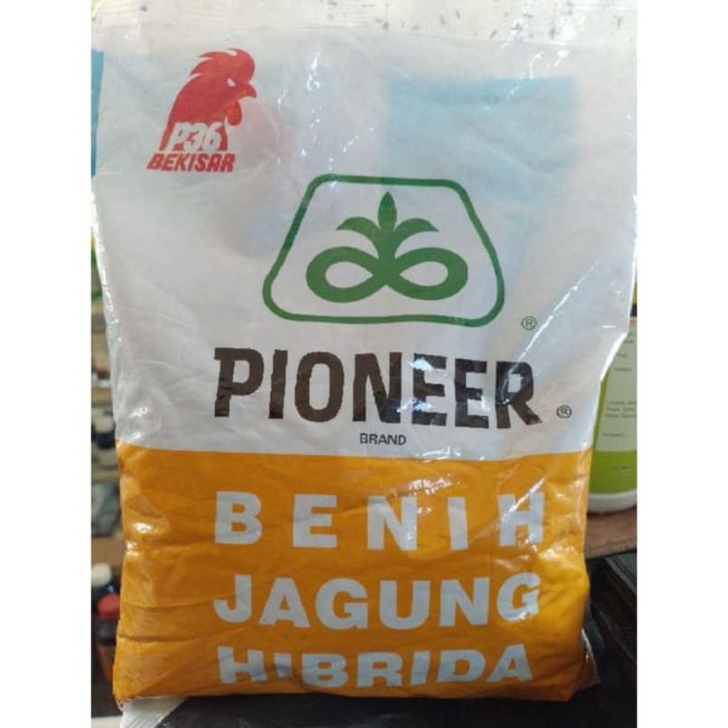 BENIH JAGUNG HIBRIDA P36 KEMASAN 1 KG