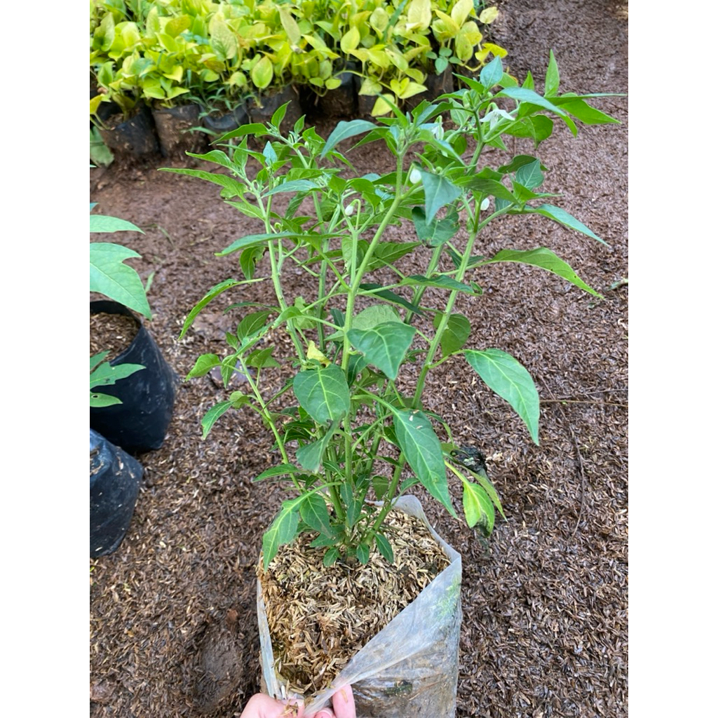 

tanaman cabe rawit hijau tinggi 25cm - pohon cabe rawit siap berbuah
