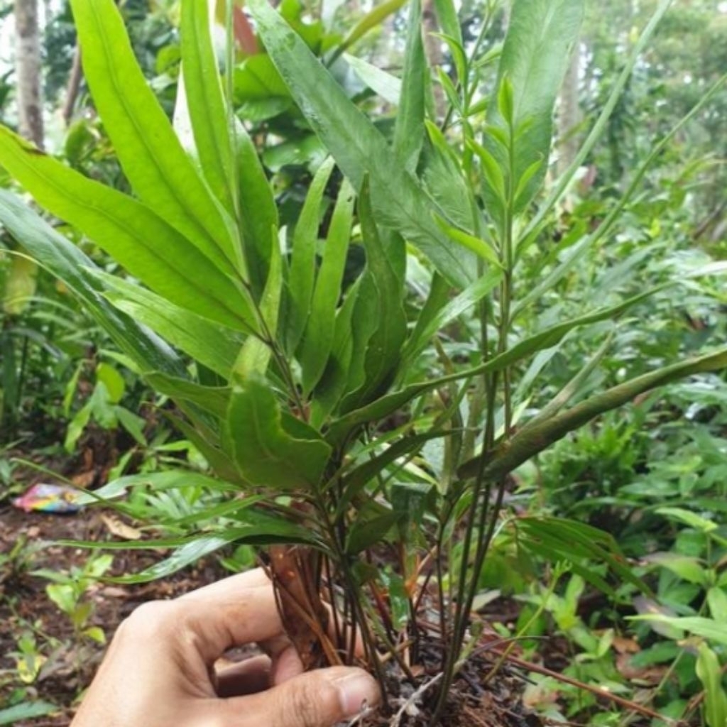 tanaman pakis hutan tanaman hias